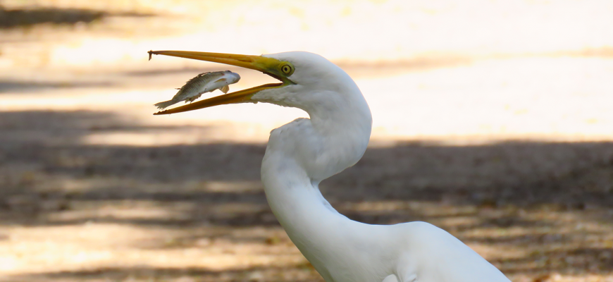 Ficheiro:Garça-branca-grande (Ardea alba) Ilhéus.jpg – Wikipédia, a  enciclopédia livre